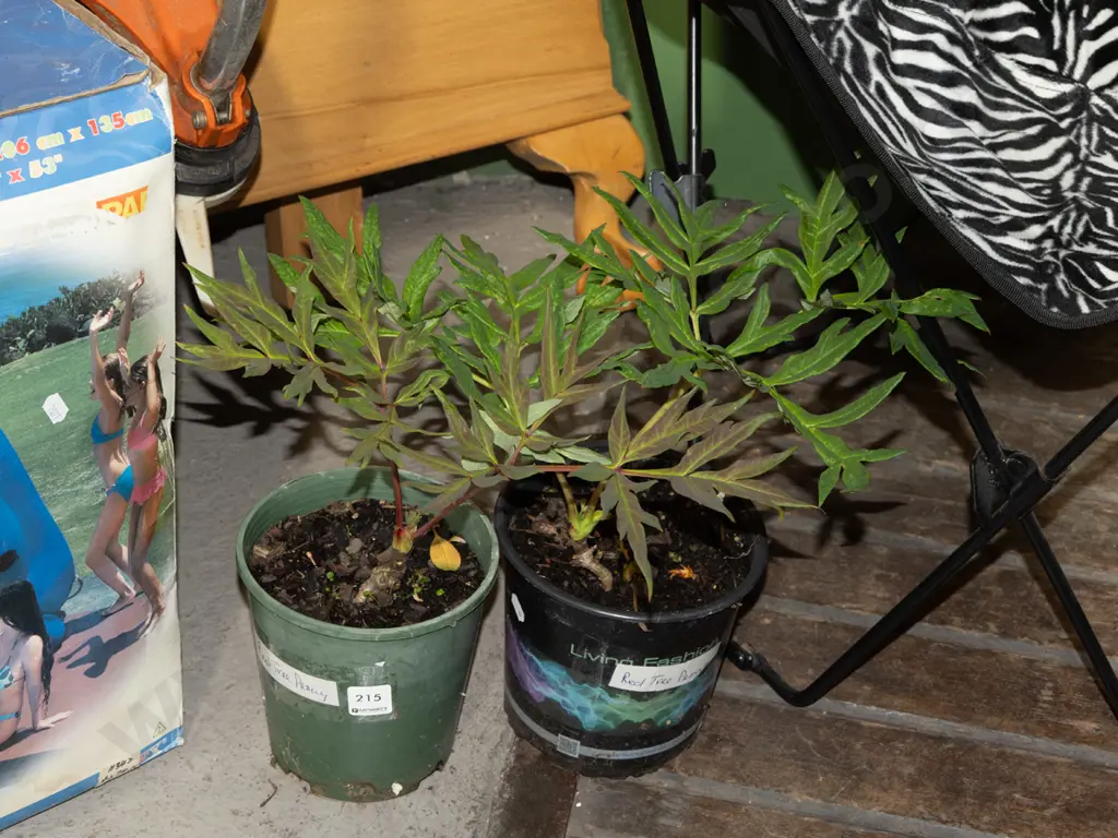 2x potted red tree peonies, kakas beak Image 1++