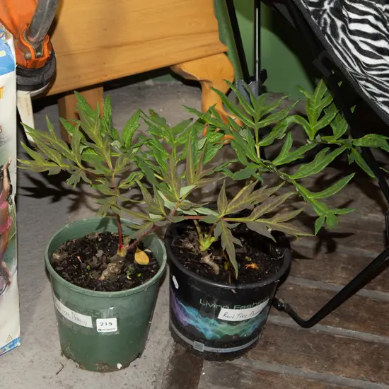 2x potted red tree peonies, kakas beak