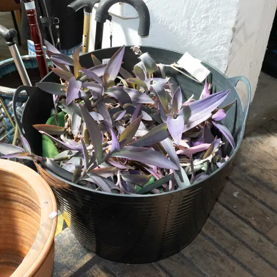 very large indoor tradiscanthia 
