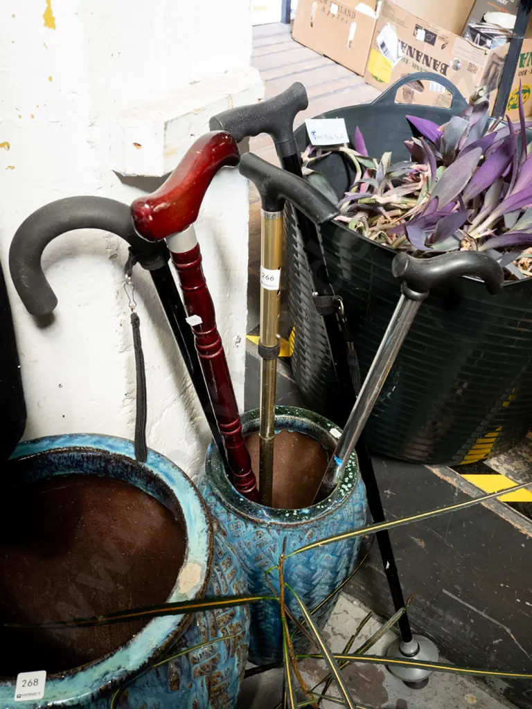 walking sticks Image 1++