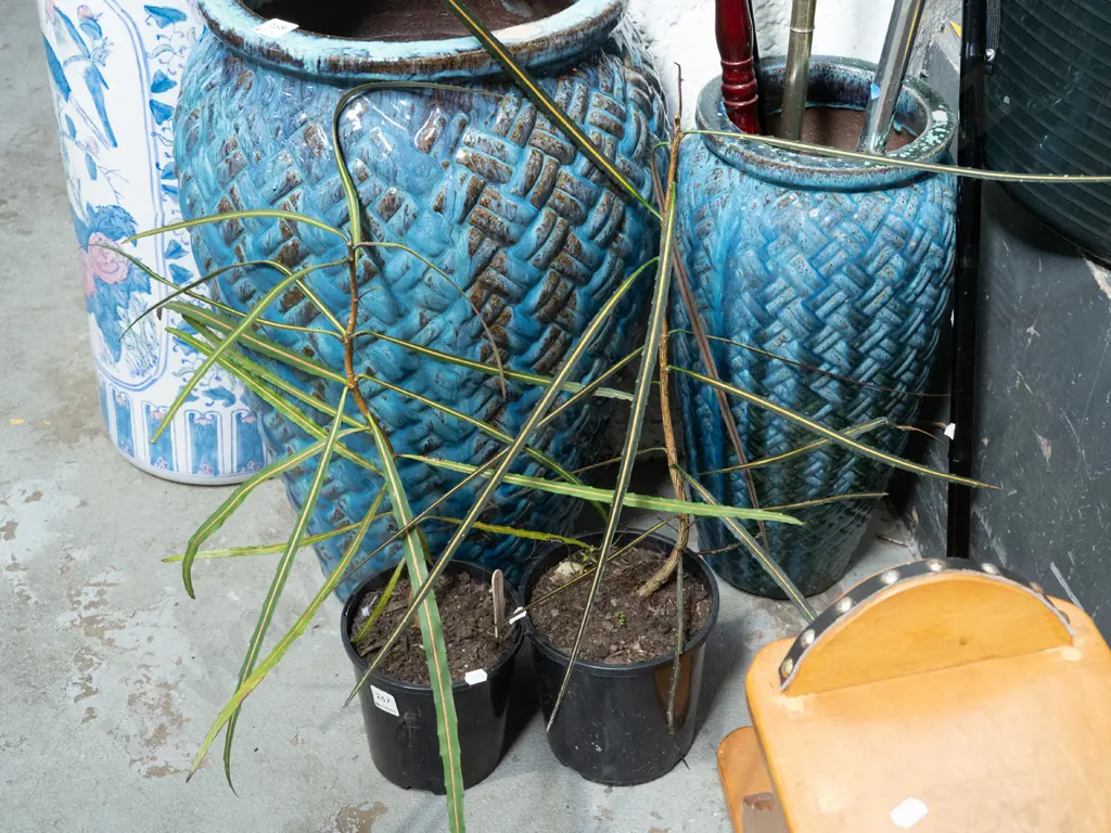2x potted lancewoods Image 1++