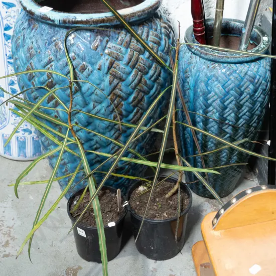 2x potted lancewoods