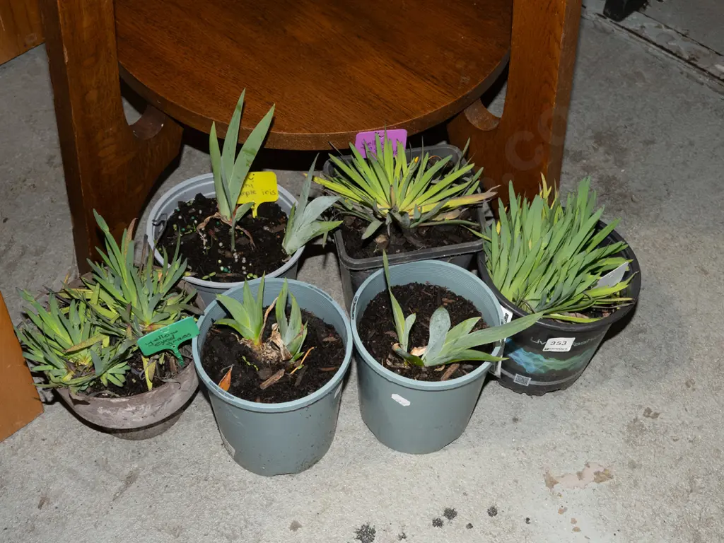 potted mini purple irises, yellow eyed grasses Image 1++