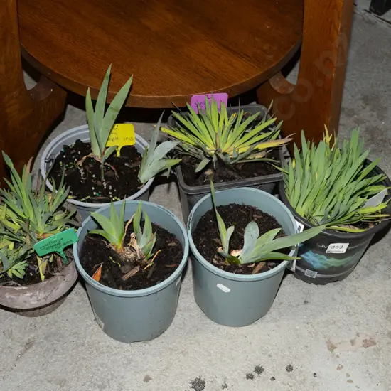 potted mini purple irises, yellow eyed grasses