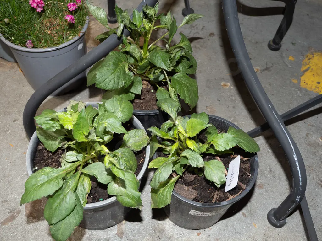 3x potted dahlias Image 1++