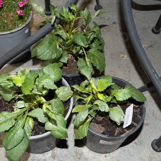 3x potted dahlias