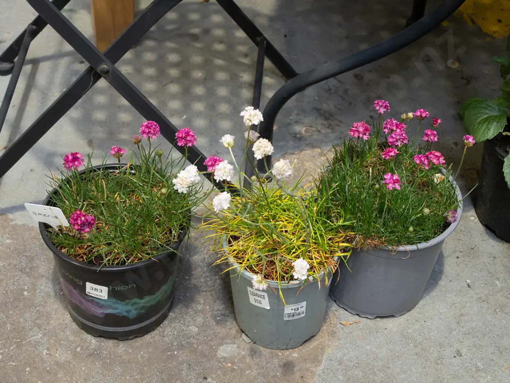 3x potted amerias Image 1++