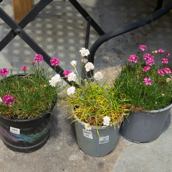 3x potted amerias