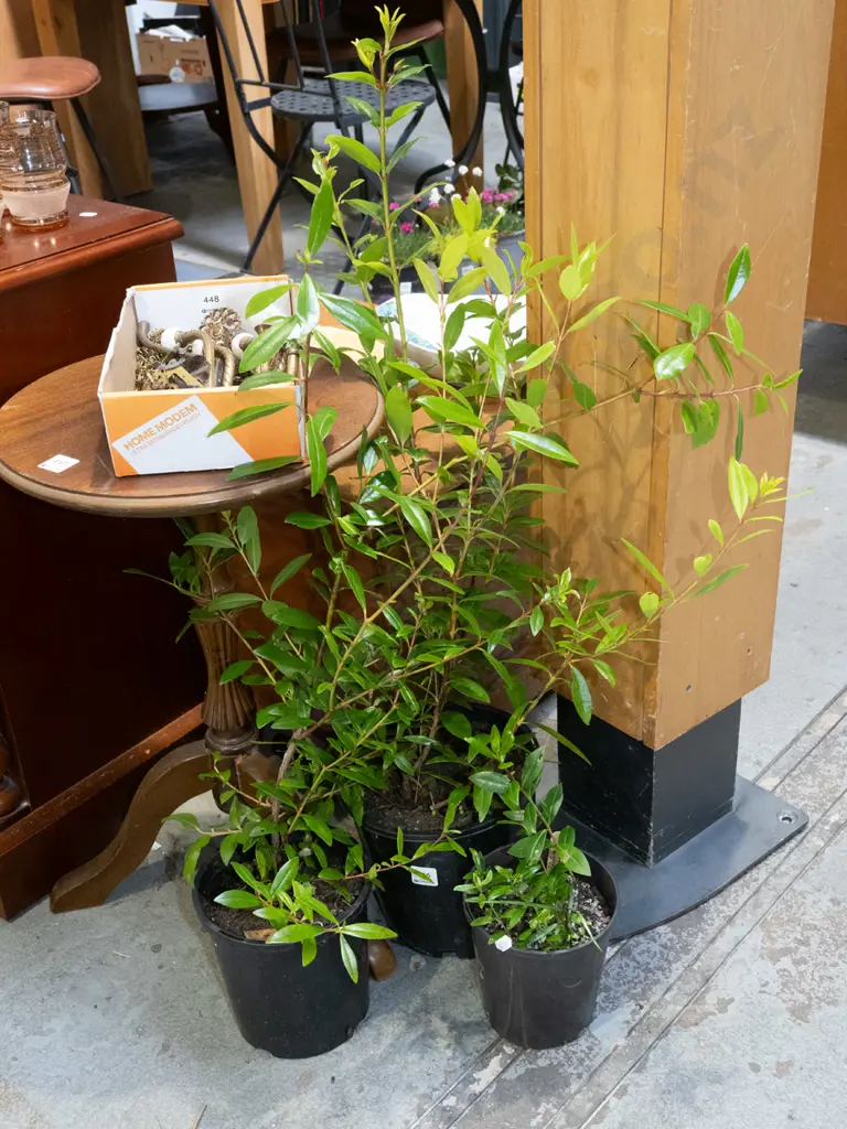 3x potted pohutukawa Image 1++