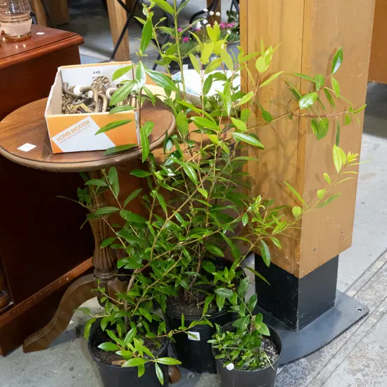 3x potted pohutukawa