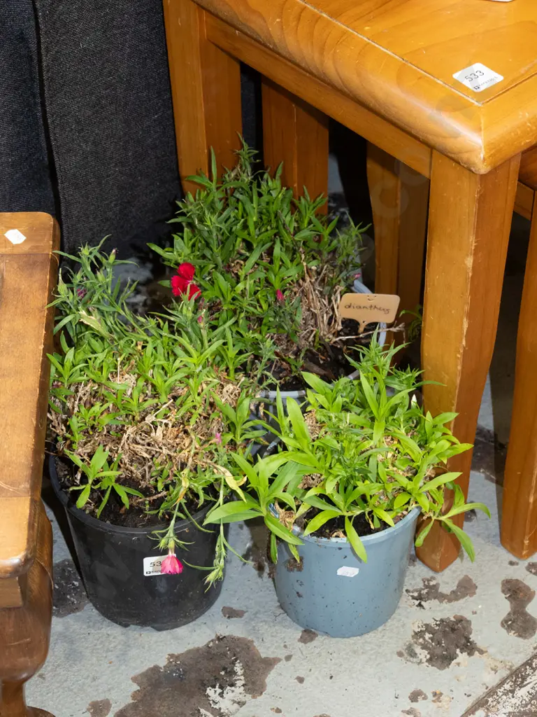 3x potted dianthus Image 1++