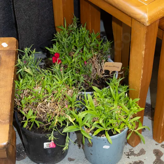 3x potted dianthus