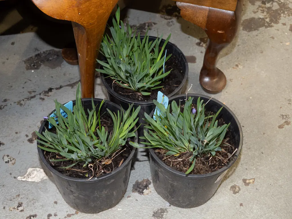 3x potted Devon skies Image 1++
