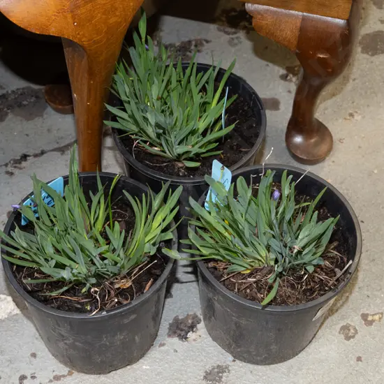 3x potted Devon skies