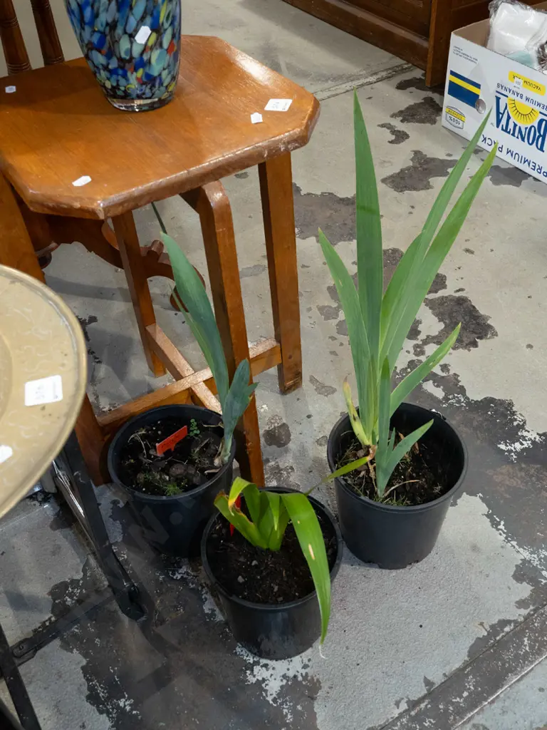 3x potted irises Image 1++