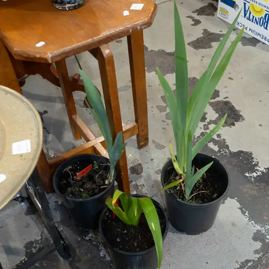 3x potted irises