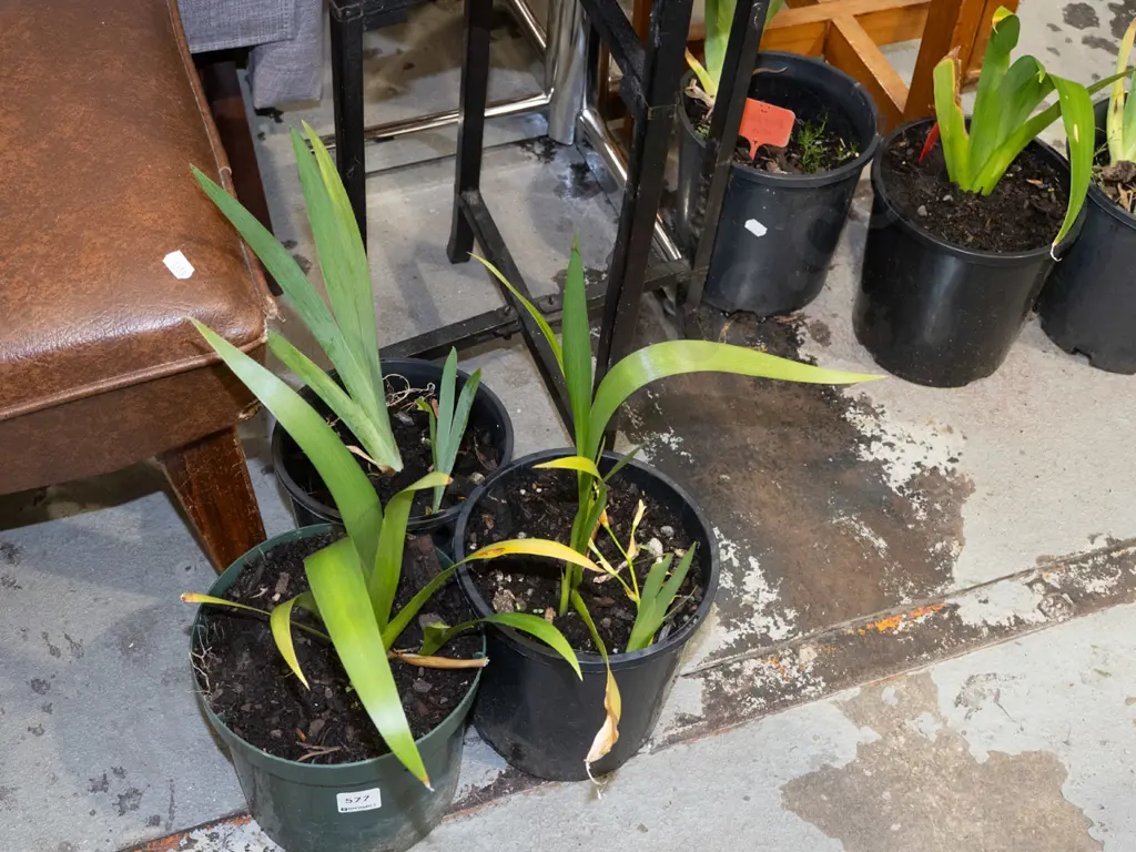 3x potted irises Image 1++