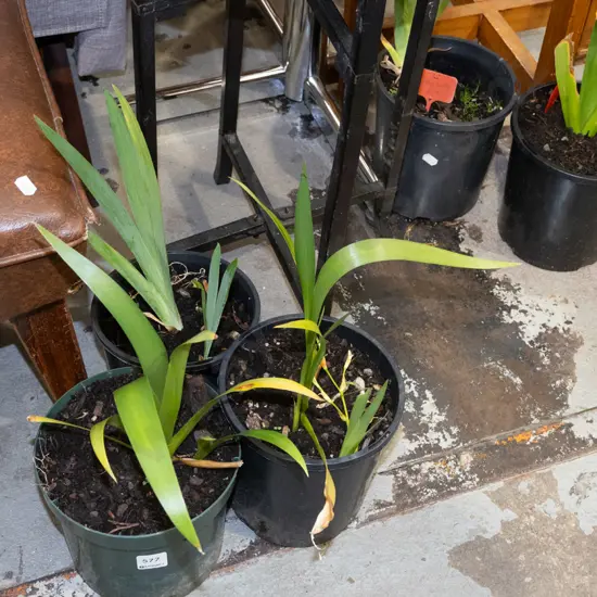 3x potted irises