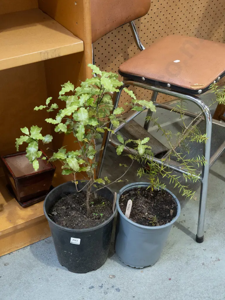 potted totara, koro Image 1++