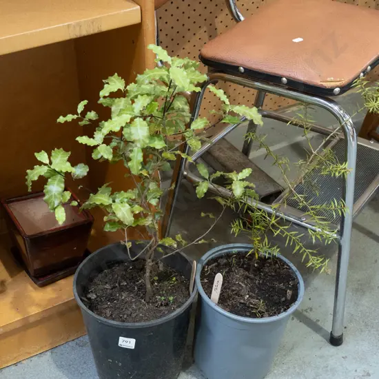 potted totara, koro