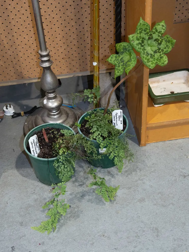 2x potted maidenhair fern, podophyllium spotty dotty Image 1++
