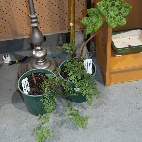 2x potted maidenhair fern, podophyllium spotty dotty