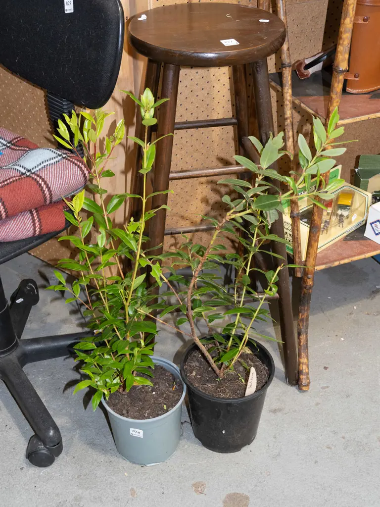 2x potted pohutukawa Image 1++
