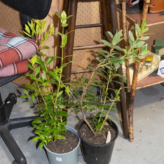 2x potted pohutukawa