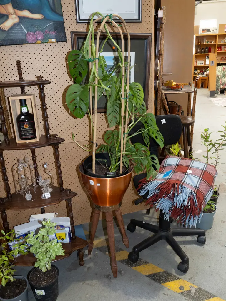 potted monstera mokey mask in retro spun aluminium jardiniere Image 1++