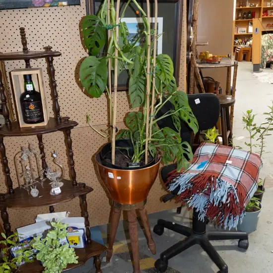 potted monstera mokey mask in retro spun aluminium jardiniere