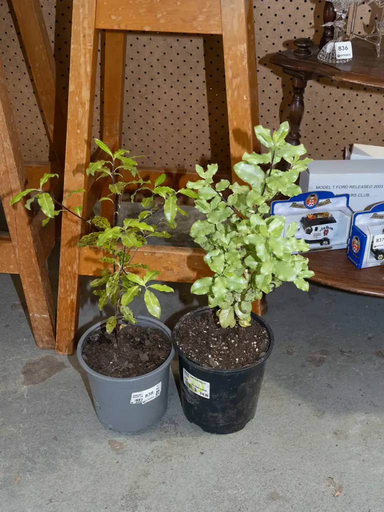 2x potted koro Image 1++