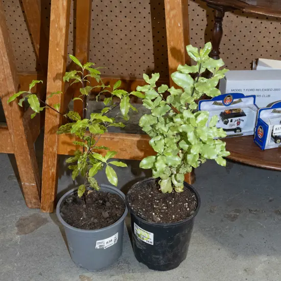2x potted koro