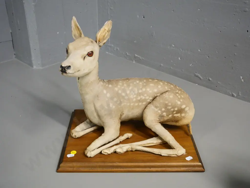 taxidermy fawn on wooden base - damage to ears, general wear H-370 Base W-340 D-270 Image 1++