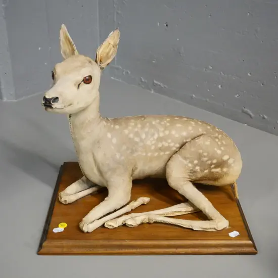 taxidermy fawn on wooden base - damage to ears, general wear H-370 Base W-340 D-270