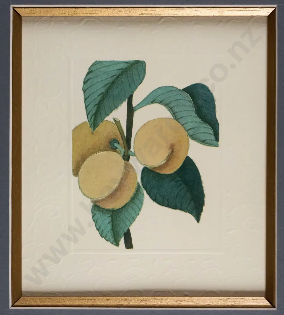 framed embossed print - peaches H-170 W-150 Image 1++