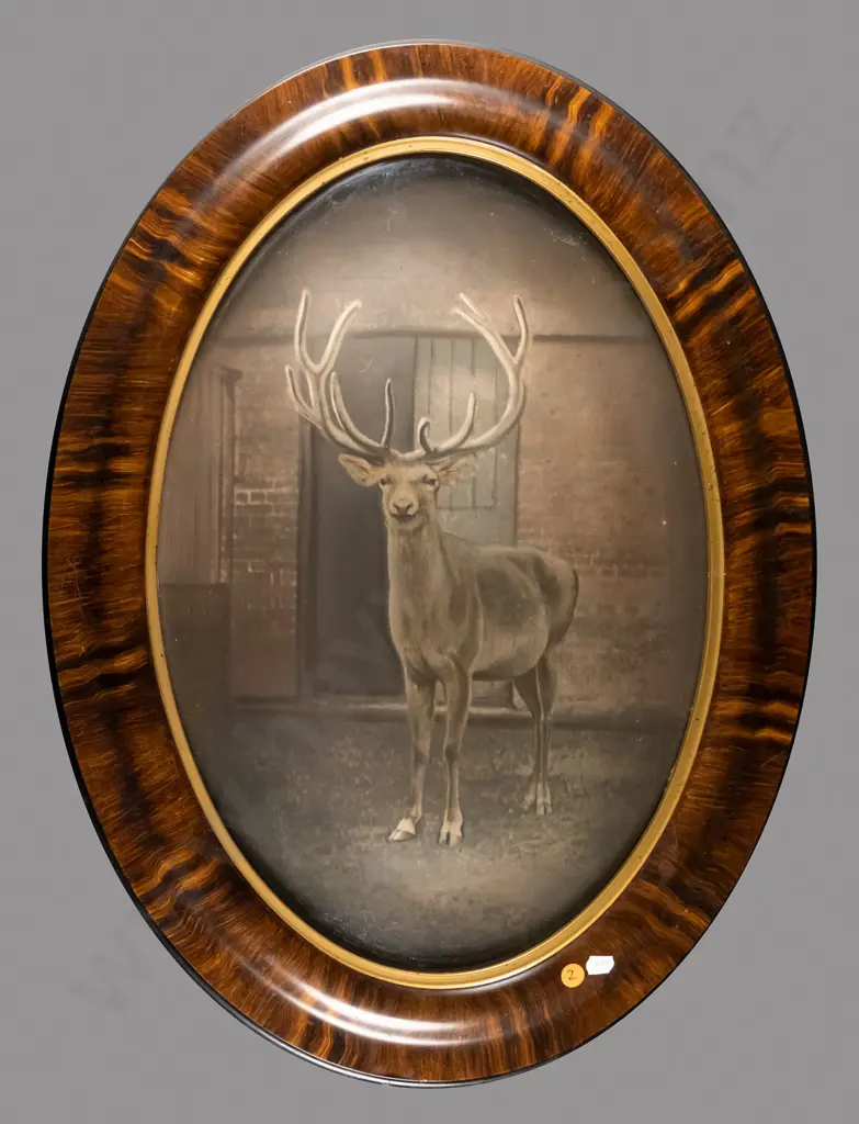 oval framed  convex glass hand coloured photograph - stag 480 W-330 Image 1++