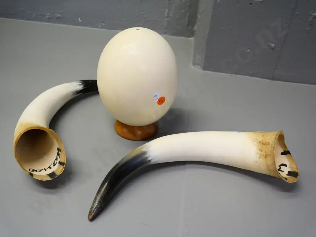 ostrich egg and a pair of animal horns, each L-300 (wooden stand not included) Image 1++