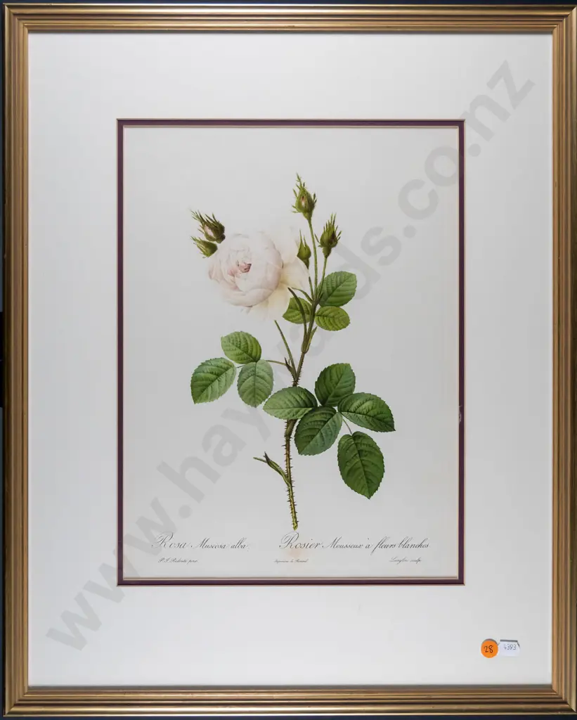 gilt framed print - roses H-350 W-260 (slight foxing) Image 1++