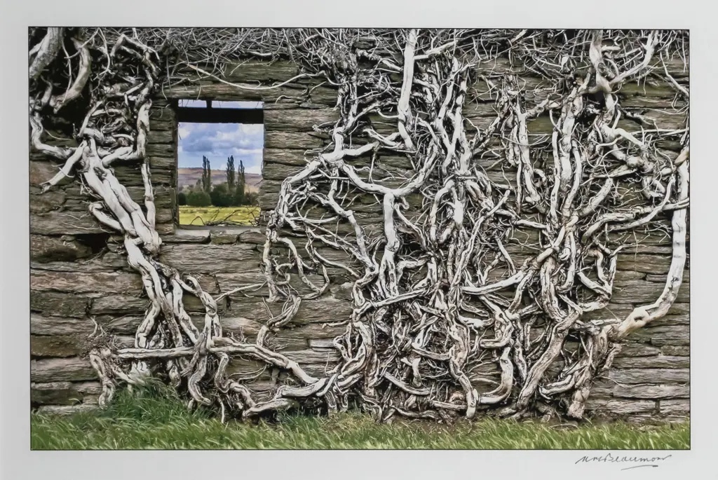 Matheson Beaumont - framed giclee print - "The Vine Shed" H-195 W-300 Image 1++