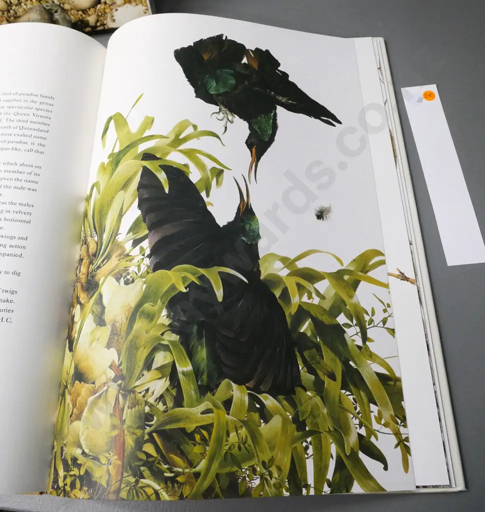 slip-cased large hard hard cover book - Raymond Ching - The Bird Paintings - pub. 1978 - tear to DJ, otherwise V.good Image 1++