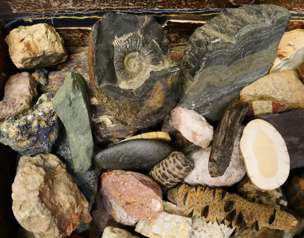 various rock, mineral, kauri gum and fossil samples in a small leather suitcase - case is H-140 W-400 D-290 Image 1++