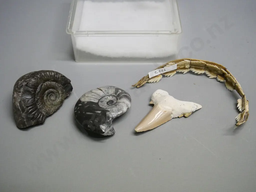 4 natural history specimens - 2 ammonites, one polished, shark's tooth, etc. Image 1++