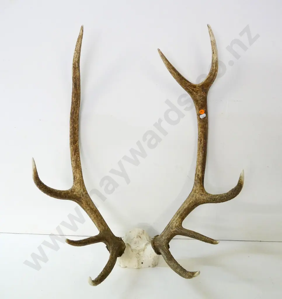 deer antlers - approx. H-660 W-550 Image 1++