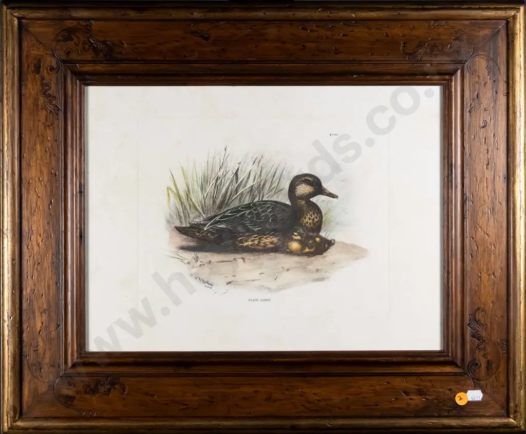 framed vintage print - duck H-210 W-270 (slight foxing) H-210 W-270 Image 1++