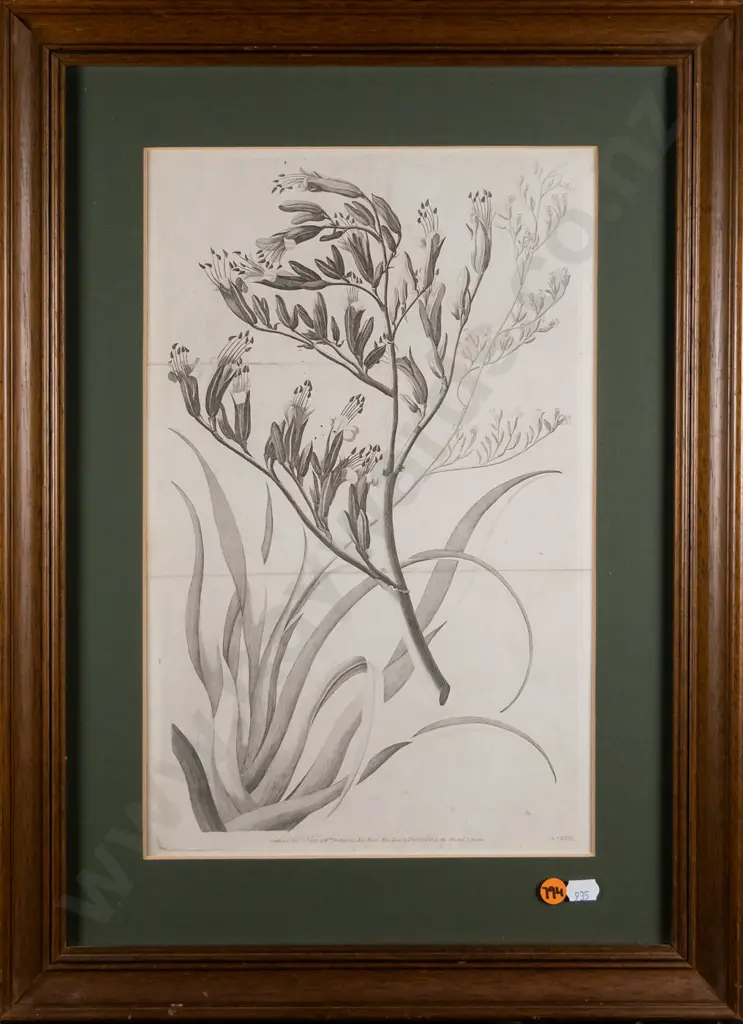 framed botanical print  H-370 W-240 Image 1++
