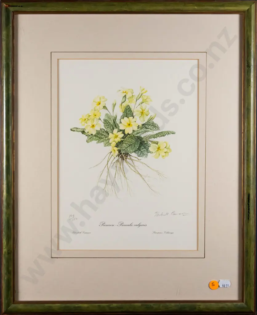 framed signed Elizabeth Cameron botanical print  - Primrose H-280 W-210 Image 1++