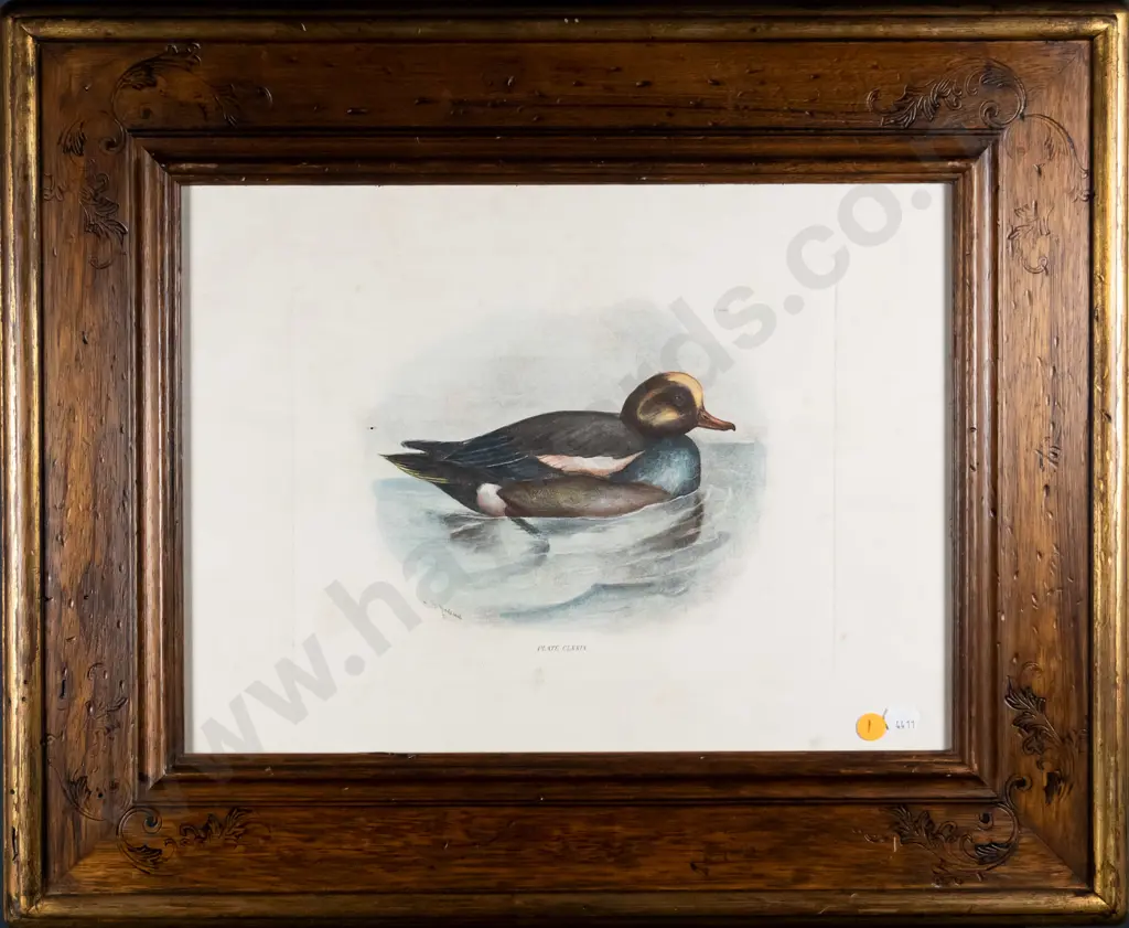 framed vintage print - duck H-210 W-270 (slight foxing) H-210 W-270 Image 1++