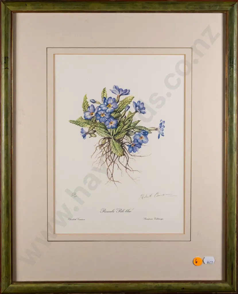 framed signed Elizabeth Cameron botanical print  - Primula H-280 W-210 Image 1++