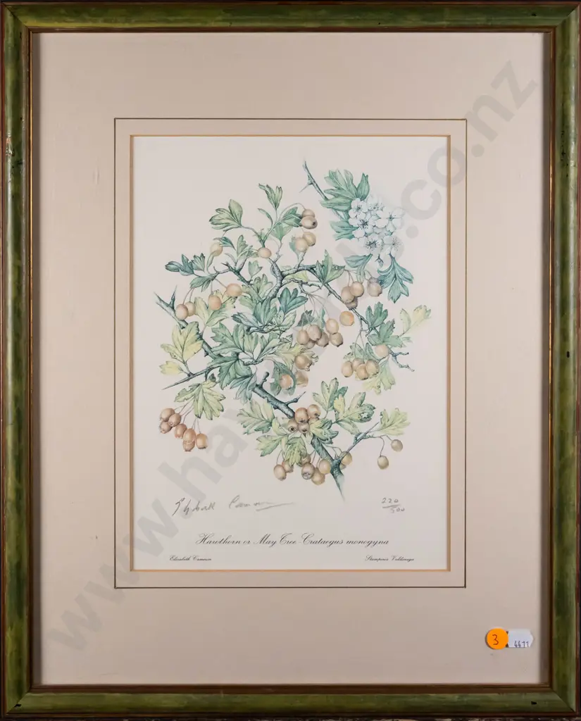 framed signed Elizabeth Cameron botanical print  - Hawthorn H-280 W-210 Image 1++