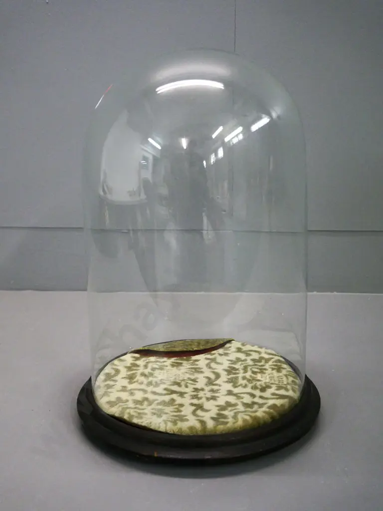 vintage glass display dome on wooden base with velvet lined base - cut out in velvet. H-380 Diameter 250 Image 1++